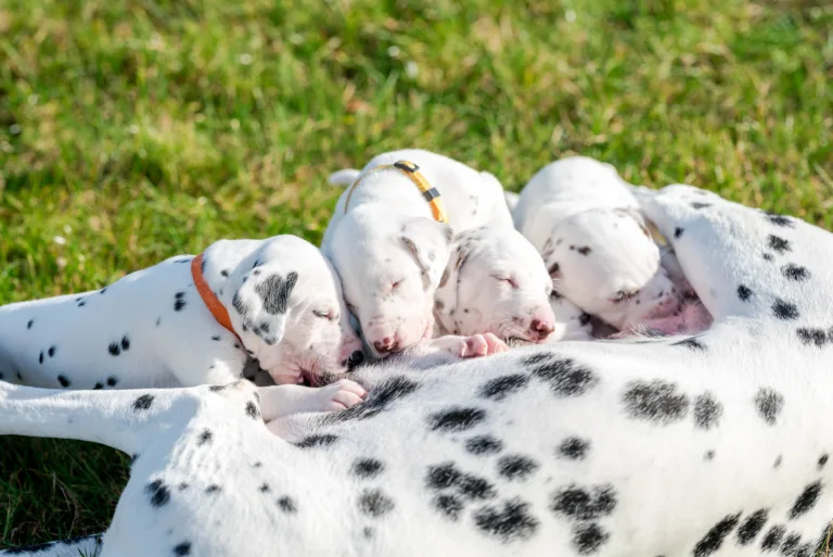 27. Lebenstag - B-Wurf (47)