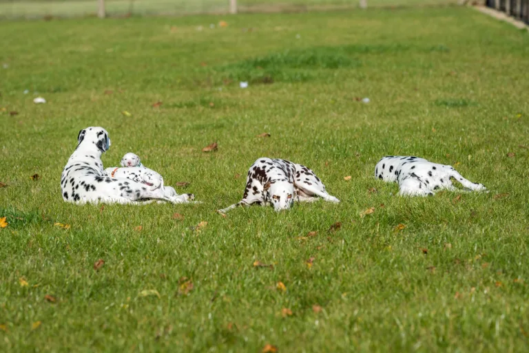27. Lebenstag - B-Wurf (48)