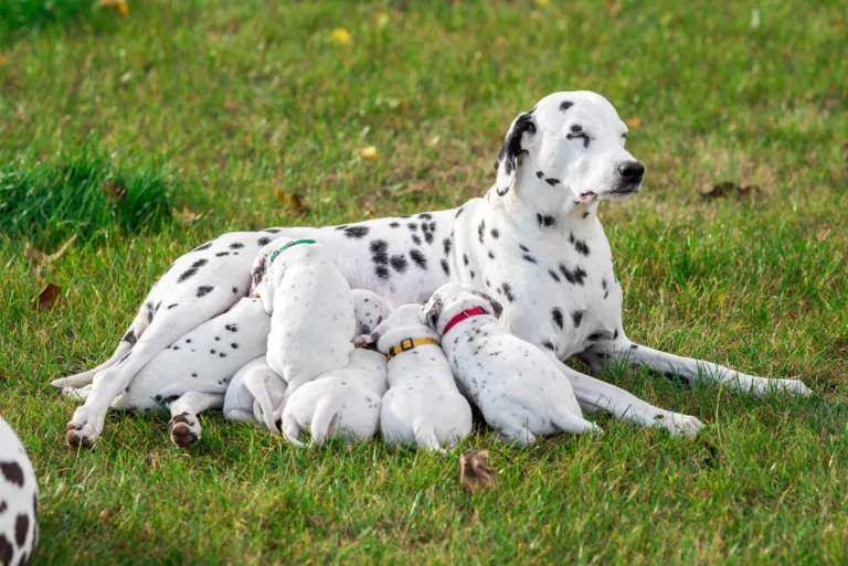 27. Lebenstag - B-Wurf (49)