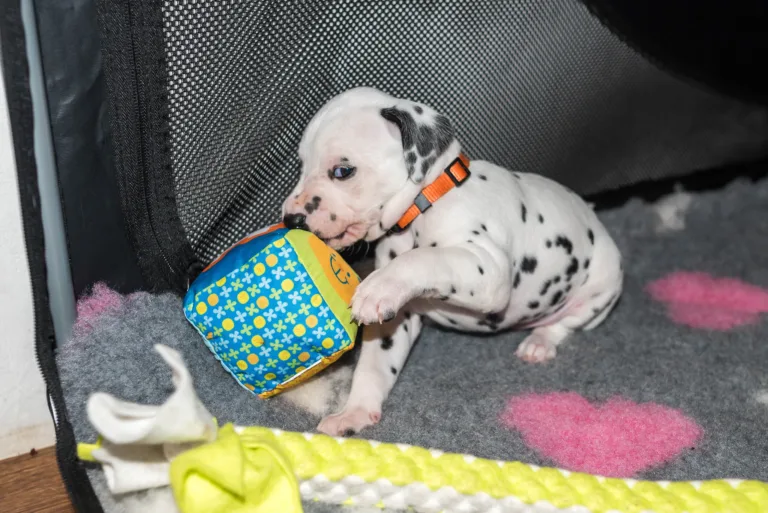 27. Lebenstag - B-Wurf (5)