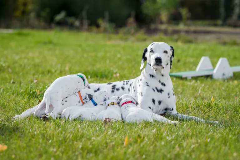 27. Lebenstag - B-Wurf (50)