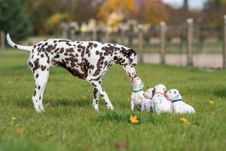 27. Lebenstag - B-Wurf (51)