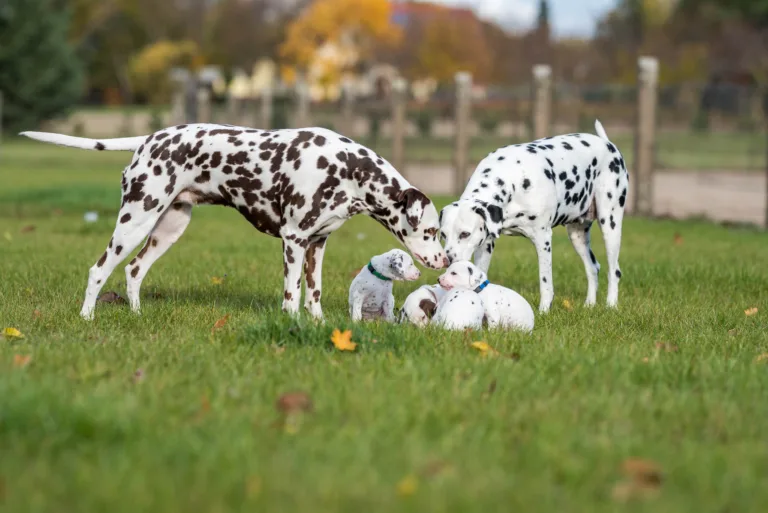 27. Lebenstag - B-Wurf (52)