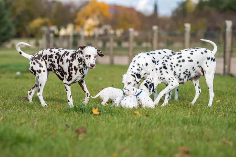 27. Lebenstag - B-Wurf (53)