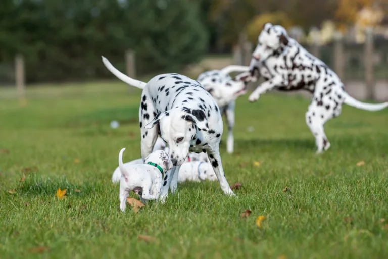27. Lebenstag - B-Wurf (54)