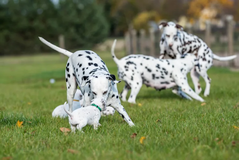 27. Lebenstag - B-Wurf (55)