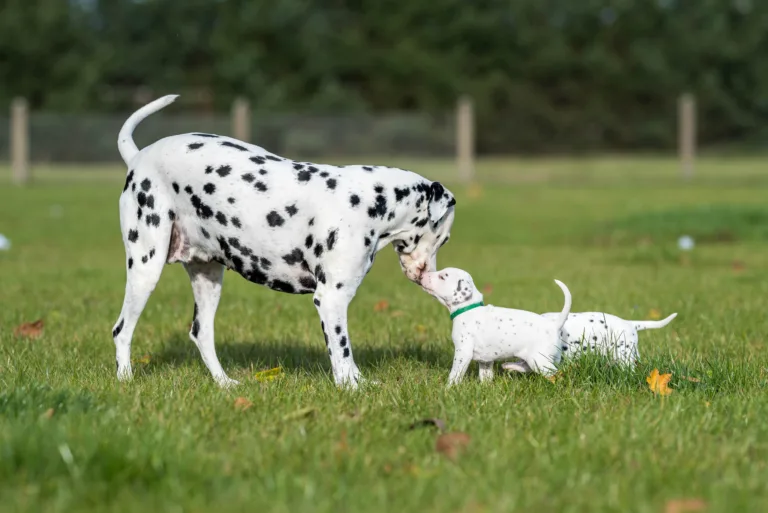 27. Lebenstag - B-Wurf (56)
