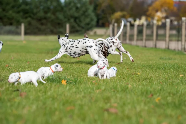 27. Lebenstag - B-Wurf (57)