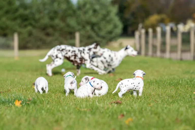 27. Lebenstag - B-Wurf (58)