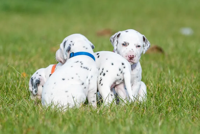27. Lebenstag - B-Wurf (60)