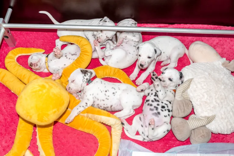 27. Lebenstag - B-Wurf (61)