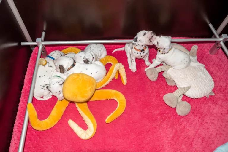 27. Lebenstag - B-Wurf (62)