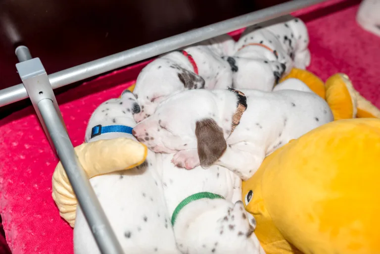 27. Lebenstag - B-Wurf (63)