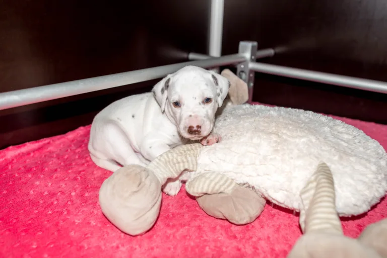 27. Lebenstag - B-Wurf (64)