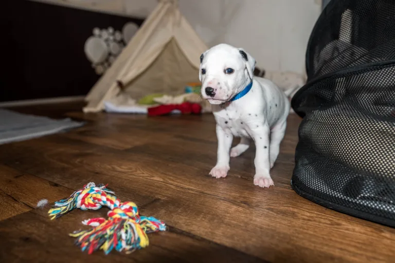 27. Lebenstag - B-Wurf (7)