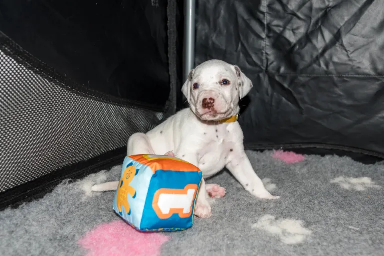 27. Lebenstag - B-Wurf (8)