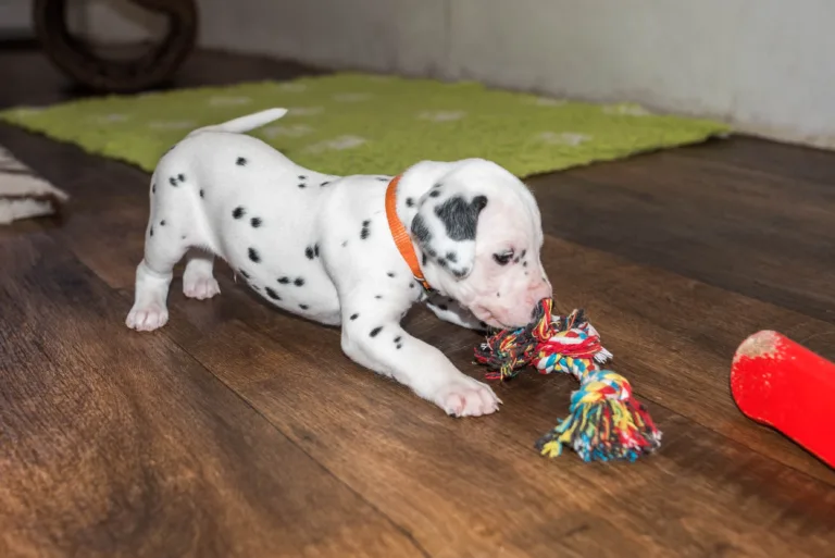 27. Lebenstag - B-Wurf (9)