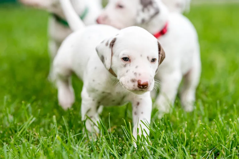 29. Lebenstag - B-Wurf (1)