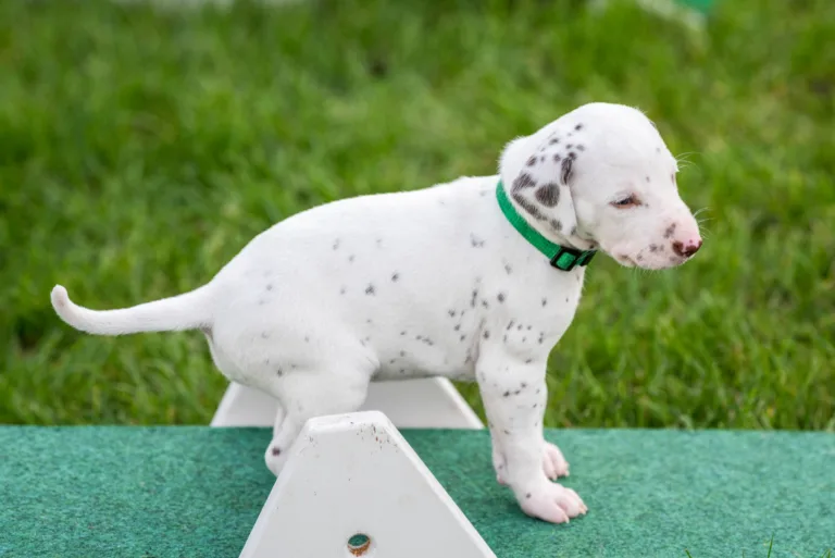 29. Lebenstag - B-Wurf (10)