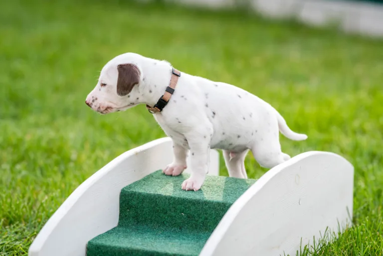 29. Lebenstag - B-Wurf (11)