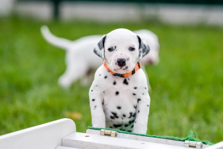 29. Lebenstag - B-Wurf (13)