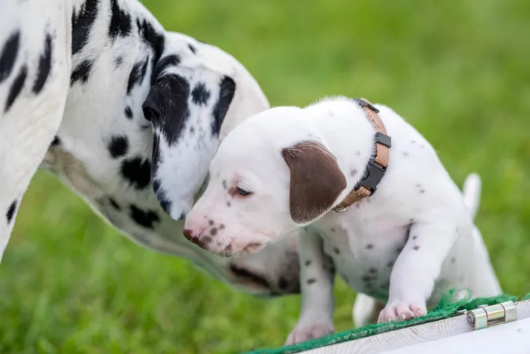 29. Lebenstag - B-Wurf (14)