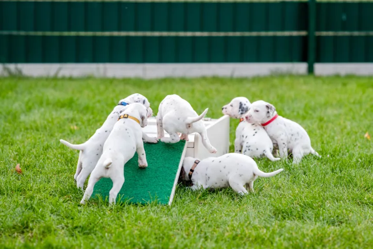 29. Lebenstag - B-Wurf (15)