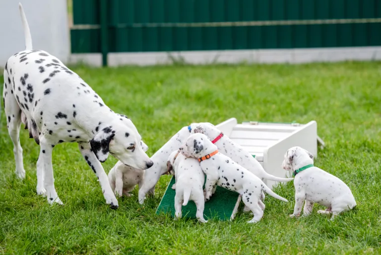 29. Lebenstag - B-Wurf (16)