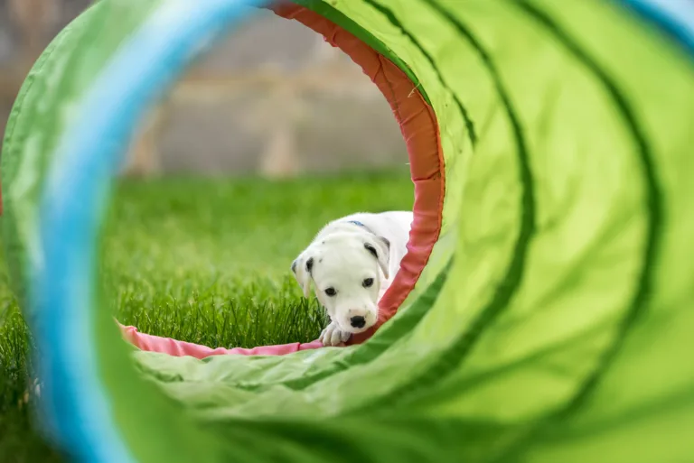 29. Lebenstag - B-Wurf (19)
