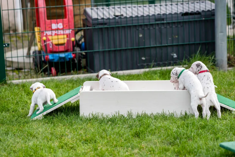 29. Lebenstag - B-Wurf (20)