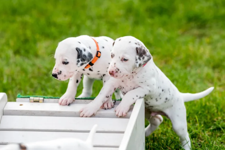 29. Lebenstag - B-Wurf (21)