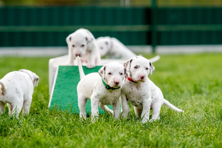 29. Lebenstag - B-Wurf (22)