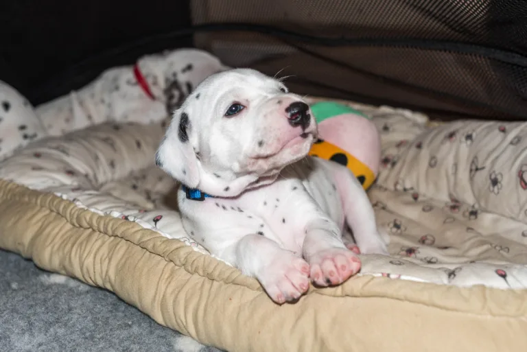 29. Lebenstag - B-Wurf (29)