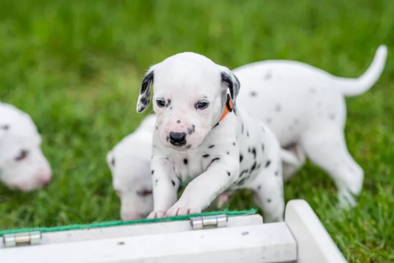 29. Lebenstag - B-Wurf (3)