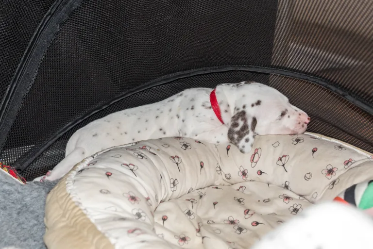 29. Lebenstag - B-Wurf (30)