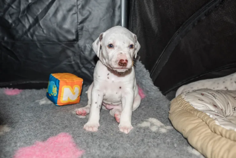 29. Lebenstag - B-Wurf (31)