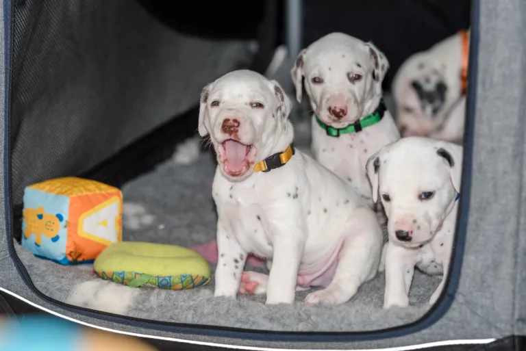 29. Lebenstag - B-Wurf (32)