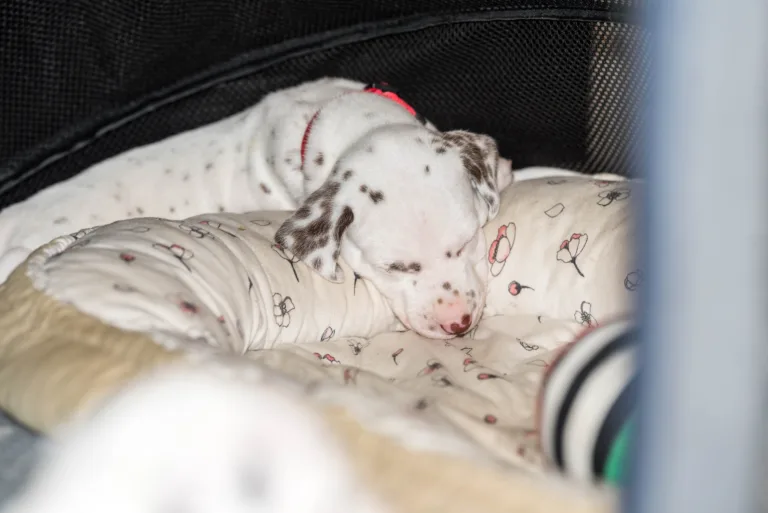 29. Lebenstag - B-Wurf (33)