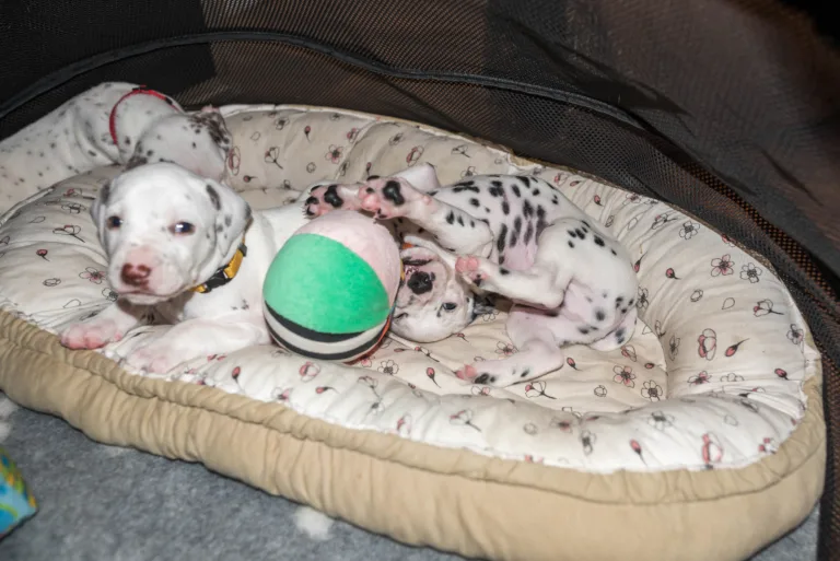 29. Lebenstag - B-Wurf (34)