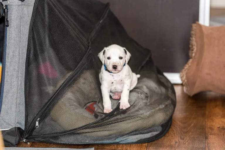 29. Lebenstag - B-Wurf (35)