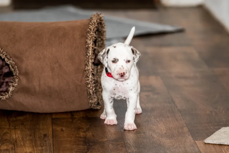 29. Lebenstag - B-Wurf (36)