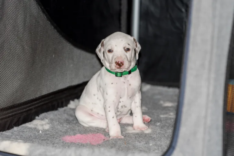 29. Lebenstag - B-Wurf (37)