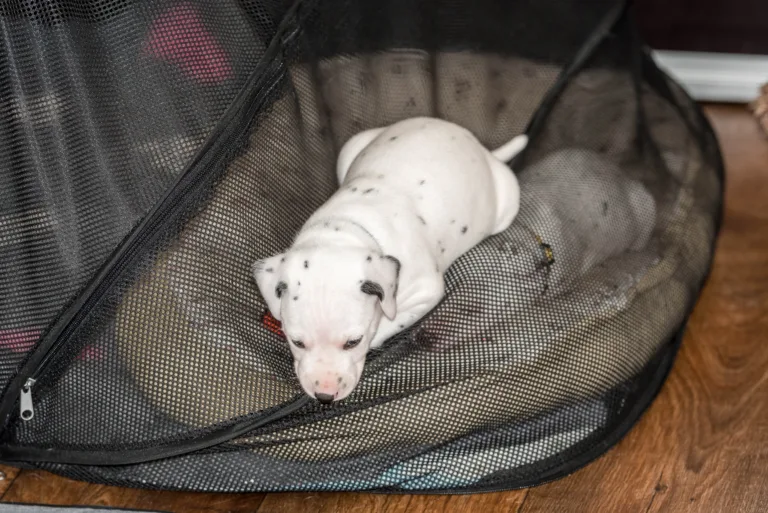 29. Lebenstag - B-Wurf (38)