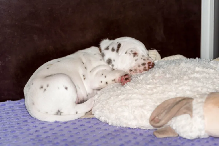 29. Lebenstag - B-Wurf (39)