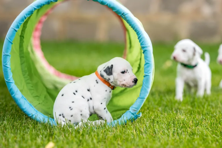 29. Lebenstag - B-Wurf (4)