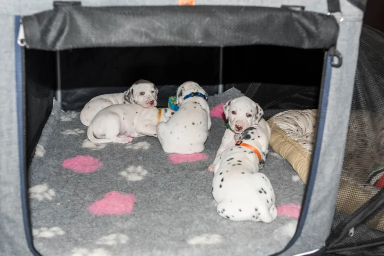 29. Lebenstag - B-Wurf (42)