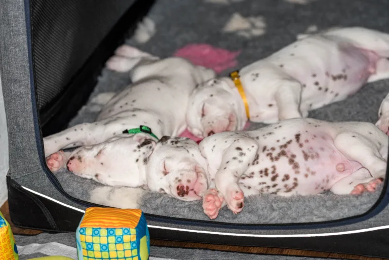 29. Lebenstag - B-Wurf (43)