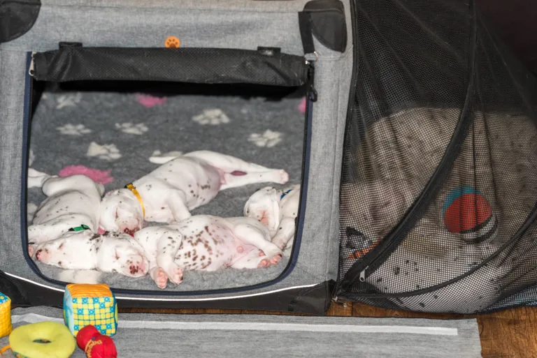 29. Lebenstag - B-Wurf (44)