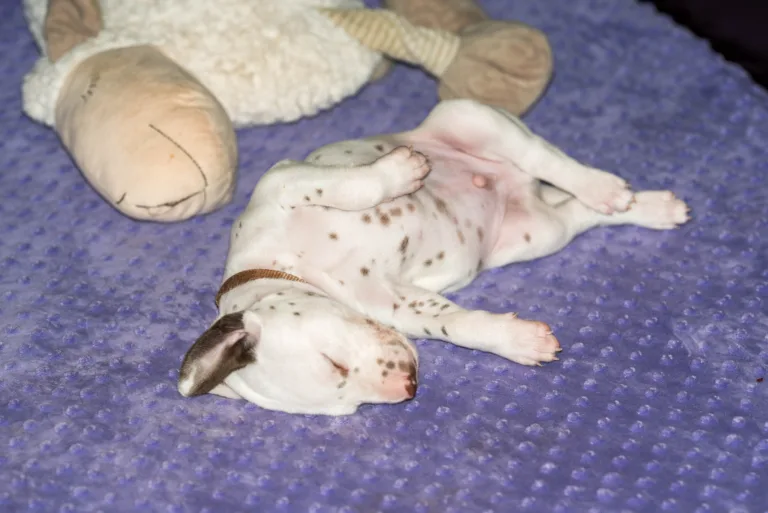 29. Lebenstag - B-Wurf (45)