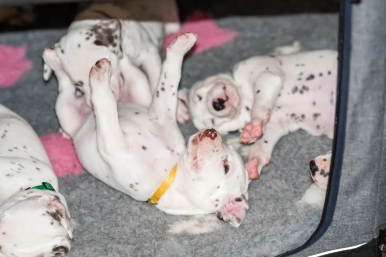 29. Lebenstag - B-Wurf (46)